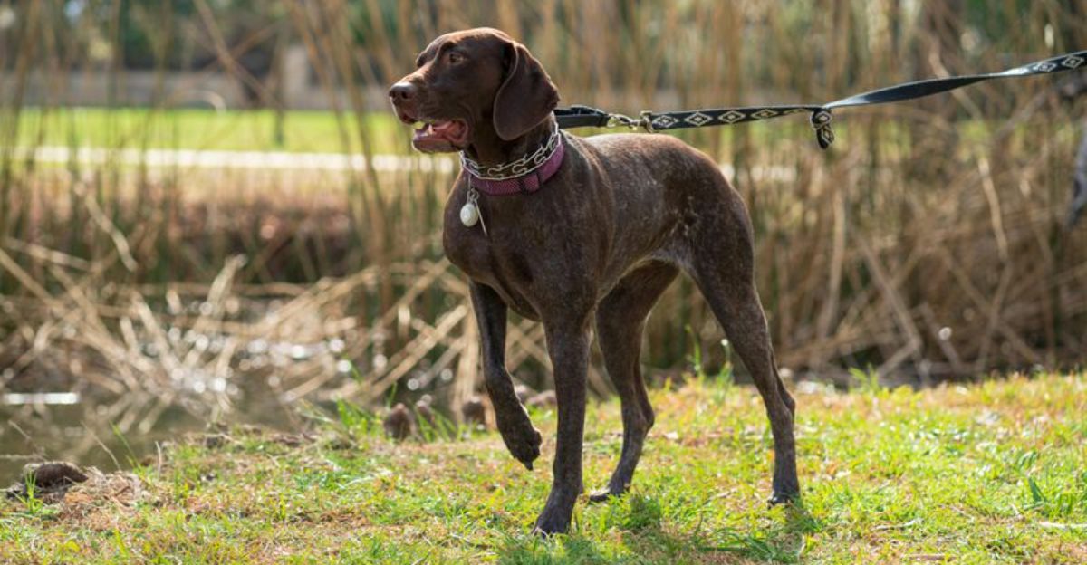 The “Dog Sport Ruined My Pet” Confessions Are Going Viral - 13 Breeds Mentioned Most 1 The Dog Sport Ruined My Pet Confessions Are Going Viral 13 Breeds Mentioned Most