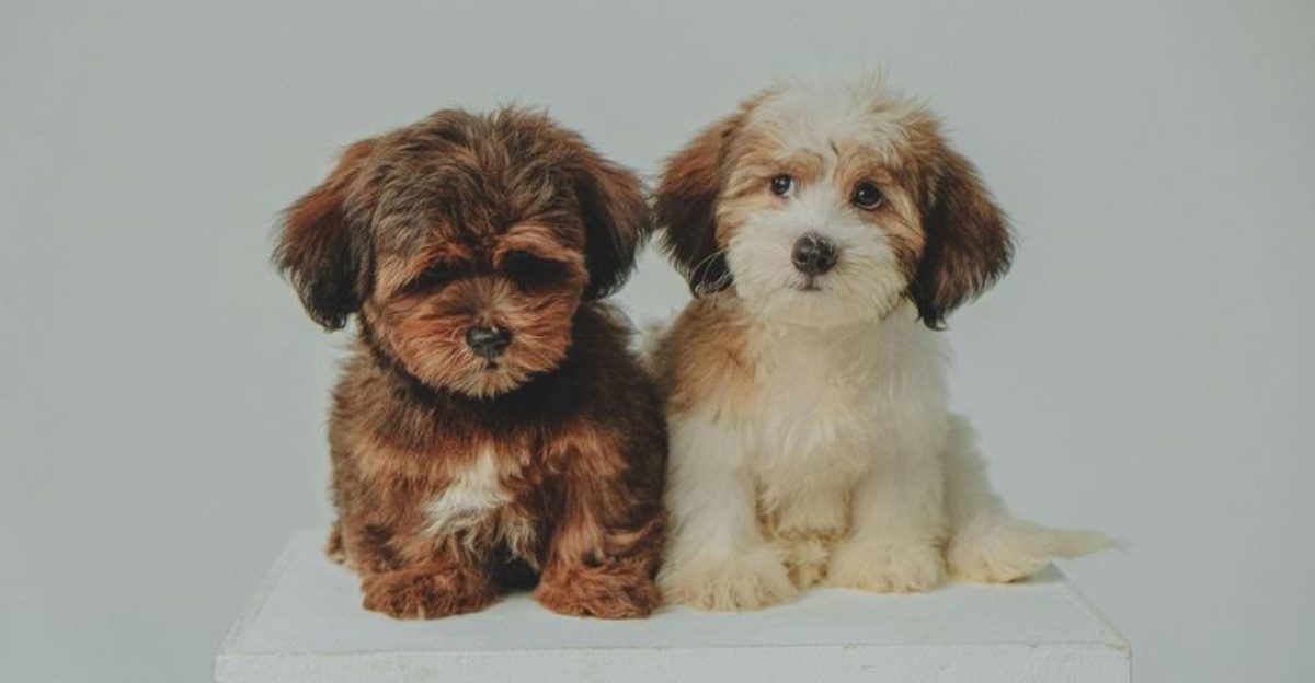 Which of these 20 Dog Breeds Are the Smartest? Here’s What Experts Say 1 Which of these 20 Dog Breeds Are the Smartest Heres What Experts Say