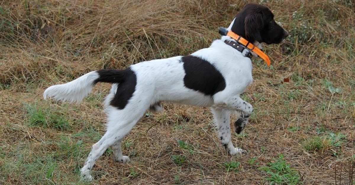 “Your Dog Doesn’t Have Separation Anxiety - It Has FOMO” Posts Are Going Viral - 14 Breeds Mentioned Most 1 Your Dog Doesnt Have Separation Anxiety It Has FOMO Posts Are Going Viral 14 Breeds Mentioned Most