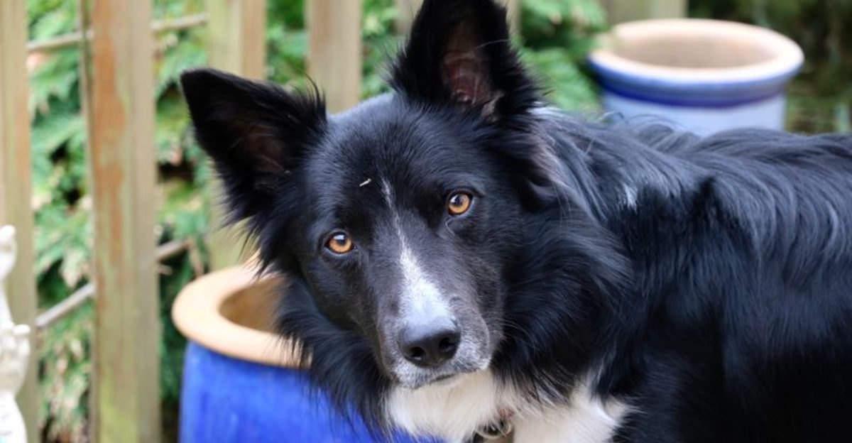 10 dog breeds most commonly returned to shelters - and why it happens 1 10 dog breeds most commonly returned to shelters and why it happens