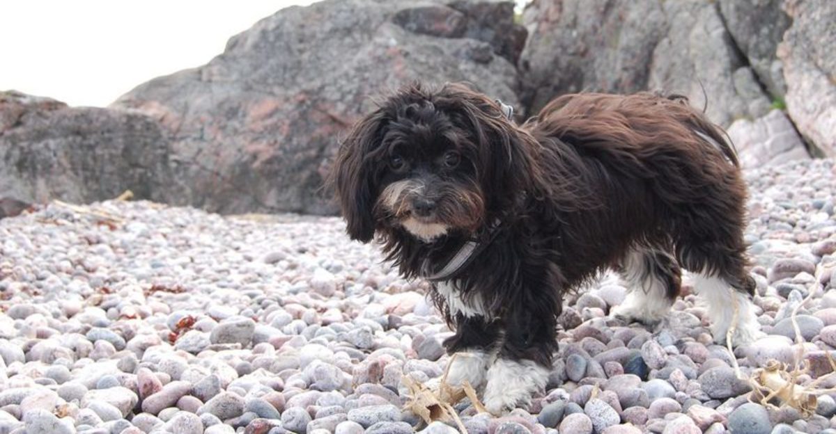 12 dog breeds that calm down faster with predictable routines 1 12 dog breeds that calm down faster with predictable routines