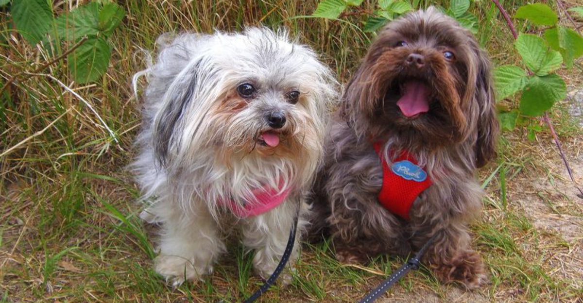 15 dog breeds drawing fresh attention from people tired of seeing the same top picks 1 15 dog breeds drawing fresh attention from people tired of seeing the same top picks