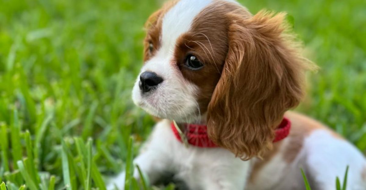 15 dog breeds that turn waiting into a dramatic, emotional performance 1 15 dog breeds that turn waiting into a dramatic emotional performance