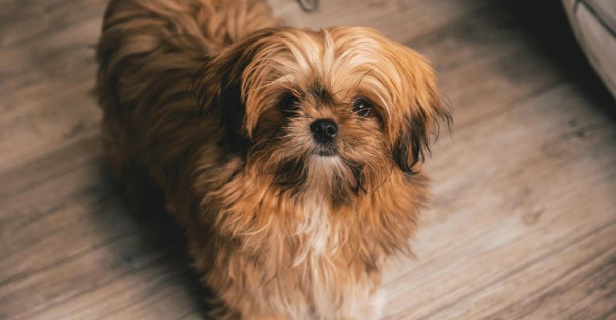 16 breeds that trust faster when you use calm hands, not loud voices 1 16 breeds that trust faster when you use calm hands not loud voices