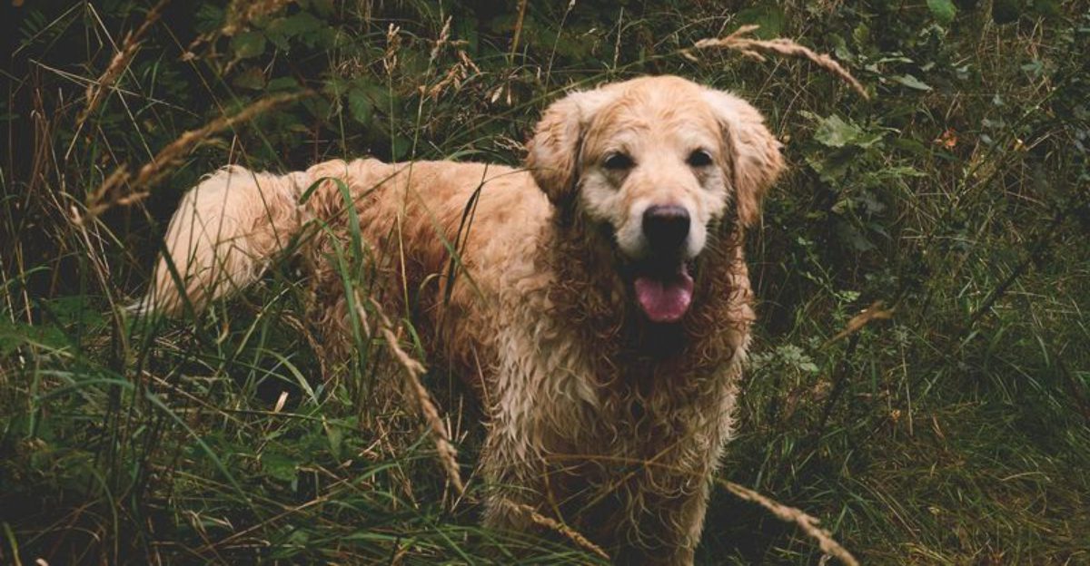 16 dog breeds that tend to show the biggest personality differences between individuals of the same breed 1 16 dog breeds that tend to show the biggest personality differences between individuals of the same breed