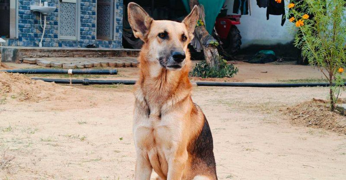 16 dog breeds that tend to show up disproportionately in professional training and working roles 1 16 dog breeds that tend to show up disproportionately in professional training and working roles