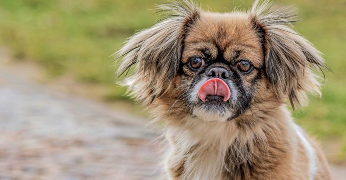 17 dog breeds that make the sound of keys feel wildly personal 1 17 dog breeds that make the sound of keys feel wildly personal