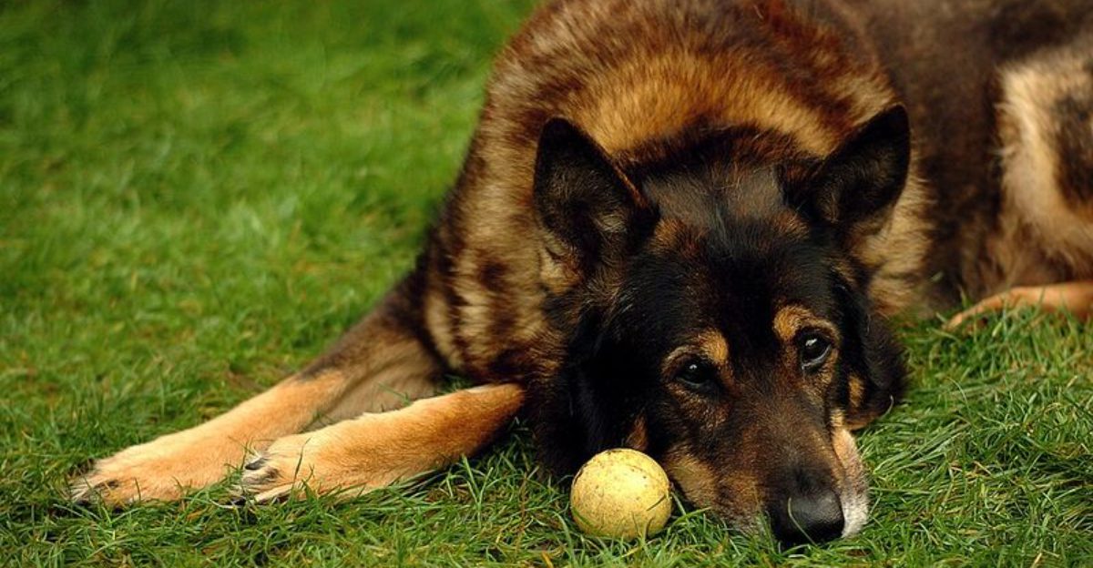 17 dog breeds that quietly contradict the “perfect family dog” label they are given 1 17 dog breeds that quietly contradict the perfect family dog label they are given