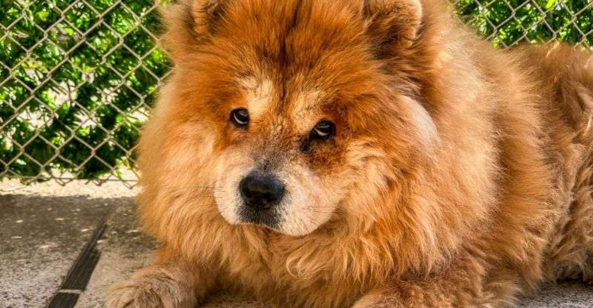 18 dog breeds that make “we’ll figure it out later” a terrible strategy 1 18 dog breeds that make well figure it out later a terrible strategy