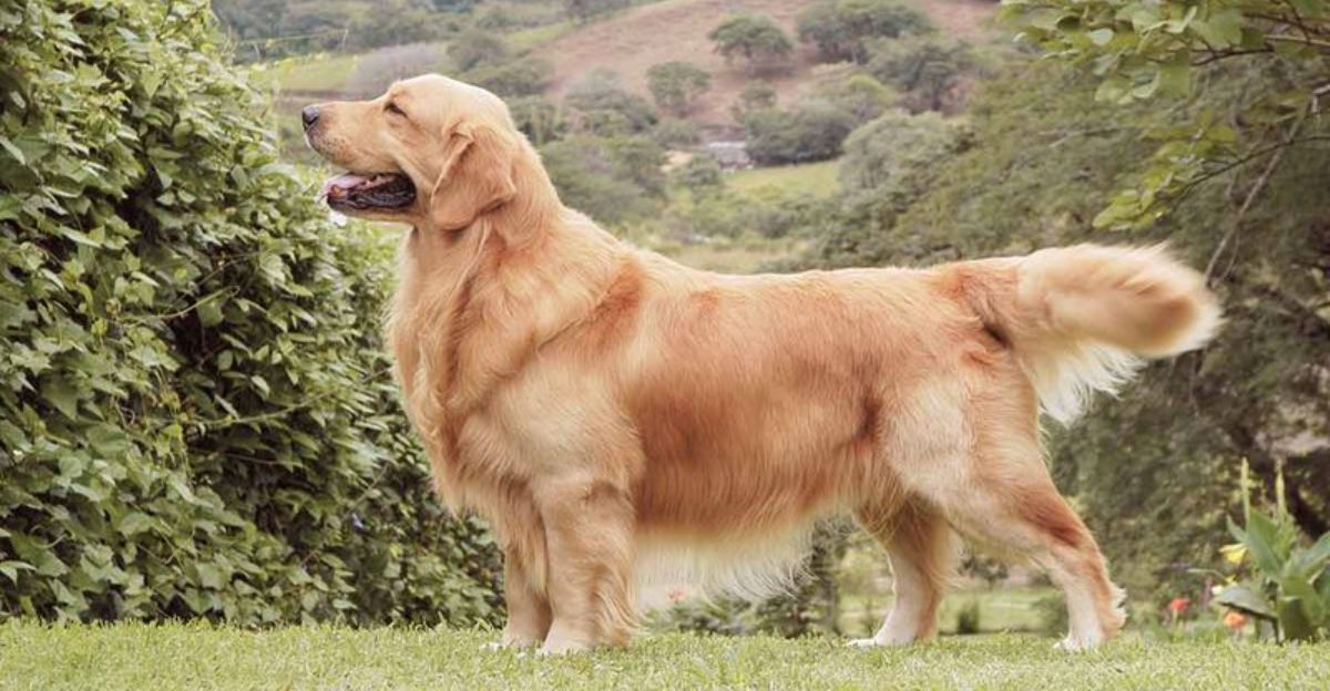 18 dog breeds that often become unforgettable companions 1 18 dog breeds that often become unforgettable companions