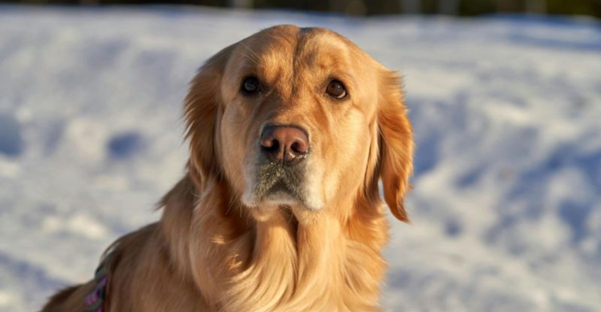 20 dog breeds that balance affection, independence, and strong instincts in unique ways 1 20 dog breeds that balance affection independence and strong instincts in unique ways