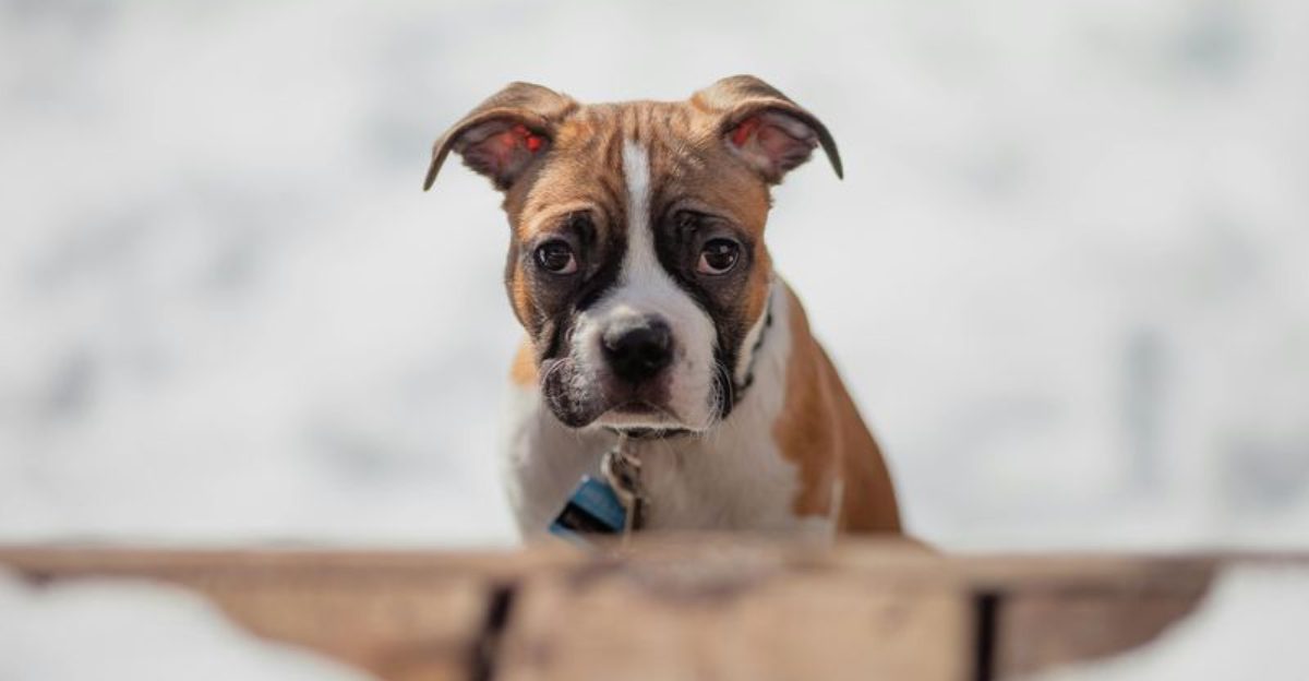 20 dog breeds that owners say feel more like personalities than pets 1 20 dog breeds that owners say feel more like personalities than pets