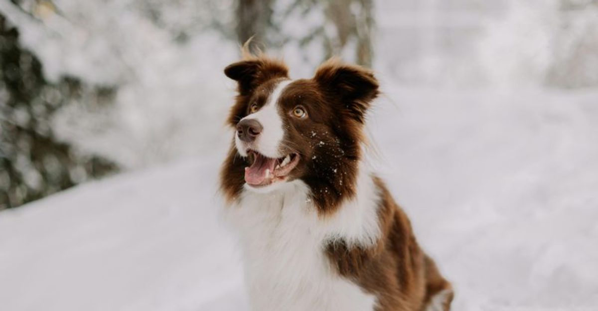 20 dog breeds that slowly create patterns owners don’t notice until much later 1 20 dog breeds that slowly create patterns owners dont notice until much later