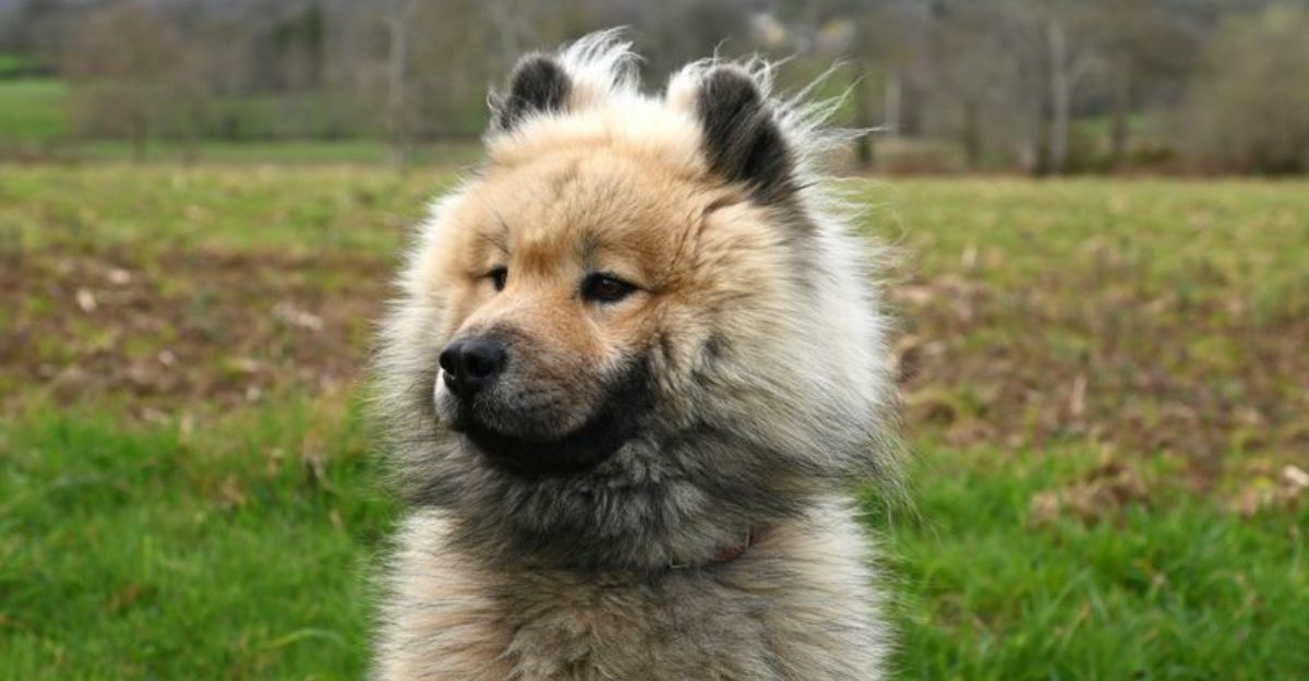 20 dog breeds that still feel fresh, exciting and underrated compared to the usual favorites 1 20 dog breeds that still feel fresh exciting and underrated compared to the usual favorites