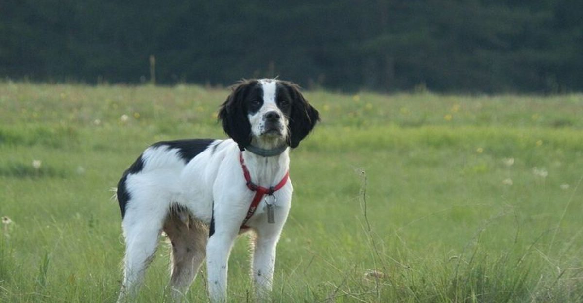 Nobody really prepares people for this side of these 15 dog breeds 1 Nobody really prepares people for this side of these 15 dog breeds