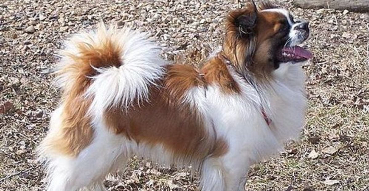 People rarely expect this personality trait from these 15 dog breeds 1 People rarely expect this personality trait from these 15 dog breeds