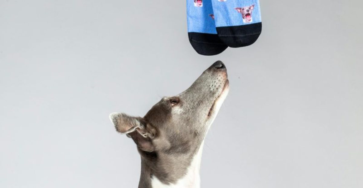 10 smells that instantly repel most dogs 1 10 smells that instantly repel most dogs