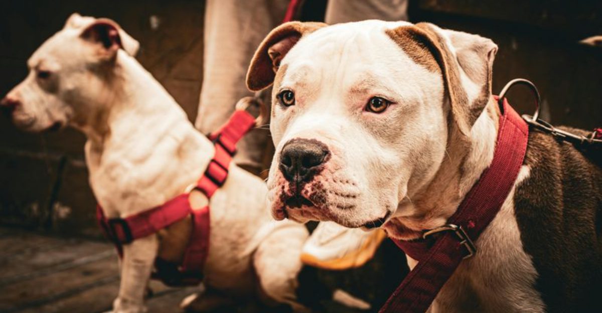 10 surprising facts that reveal the true nature of American Bulldogs 1 10 surprising facts that reveal the true nature of American Bulldogs