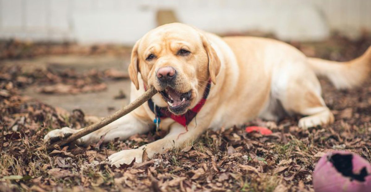 11 dog breeds known for powerful and constant chewing 1 11 dog breeds known for powerful and constant chewing 1