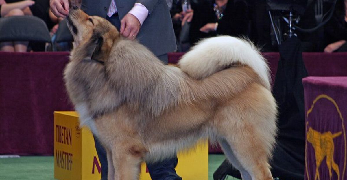13 Dog Breeds That Treat Every Stranger With Suspicion at First Plus 4 More Wary Breeds That Need Time to Trust 1 13 Dog Breeds That Treat Every Stranger With Suspicion at First