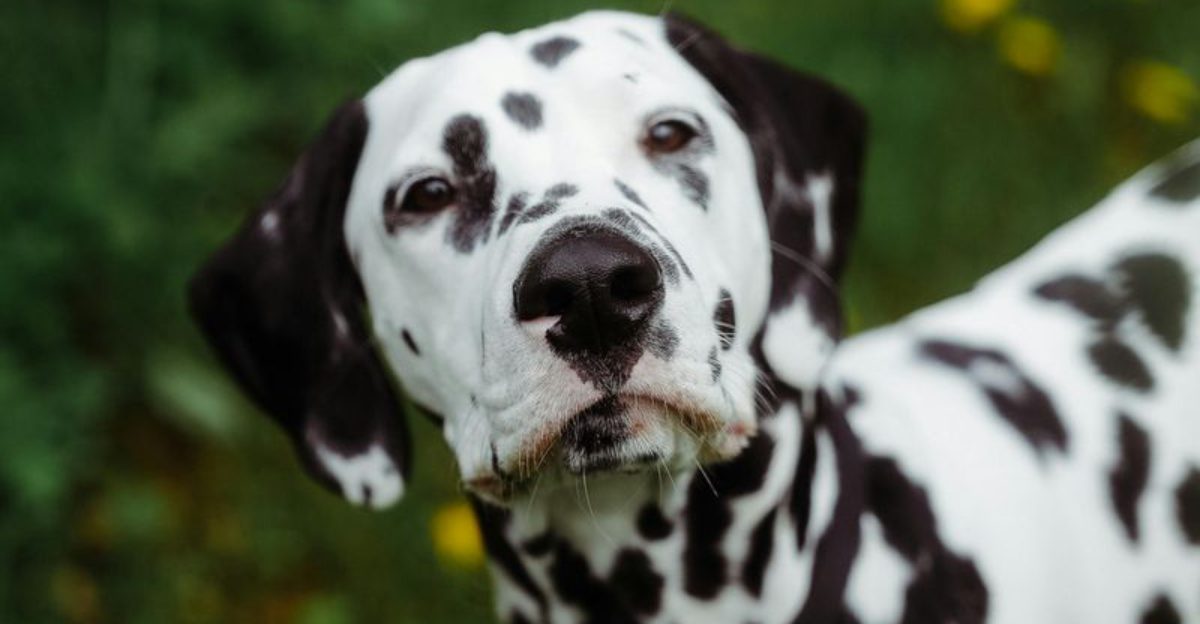 14 dog breeds that seem perfect on paper but struggle with everyday home routines 1 14 dog breeds that seem perfect on paper but struggle with everyday home routines