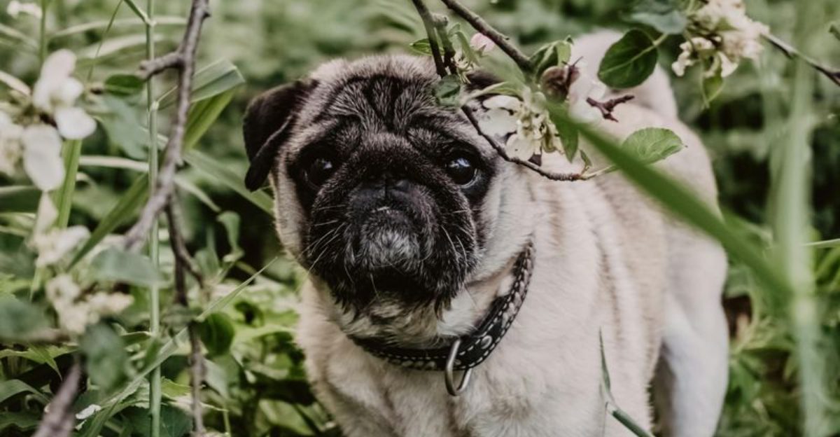 Living alone? These 14 dog breeds are the perfect match for your lifestyle 1 Living alone These 14 dog breeds are the perfect match for your lifestyle