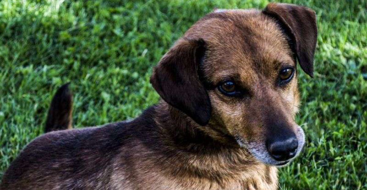 Not every match works - these 11 dog breed pairings can be tough to manage together 1 Not every match works these 11 dog breed pairings can be tough to manage together