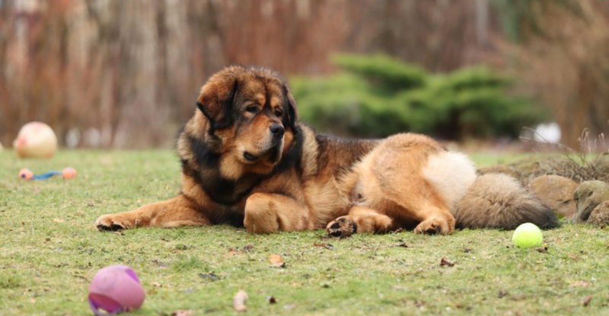 These 13 dogs aren’t big on snuggles 1 These 13 dogs arent big on snuggles