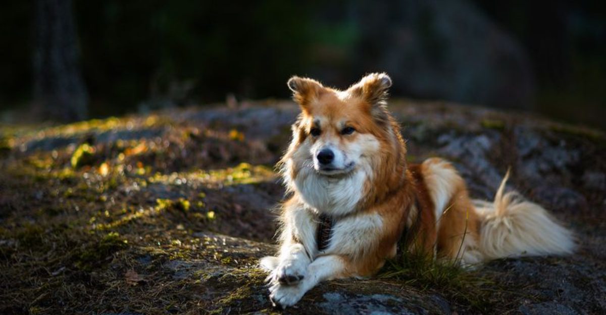 These 14 dog breeds may not be popular, but they have plenty to offer 1 These 14 dog breeds may not be popular but they have plenty to offer