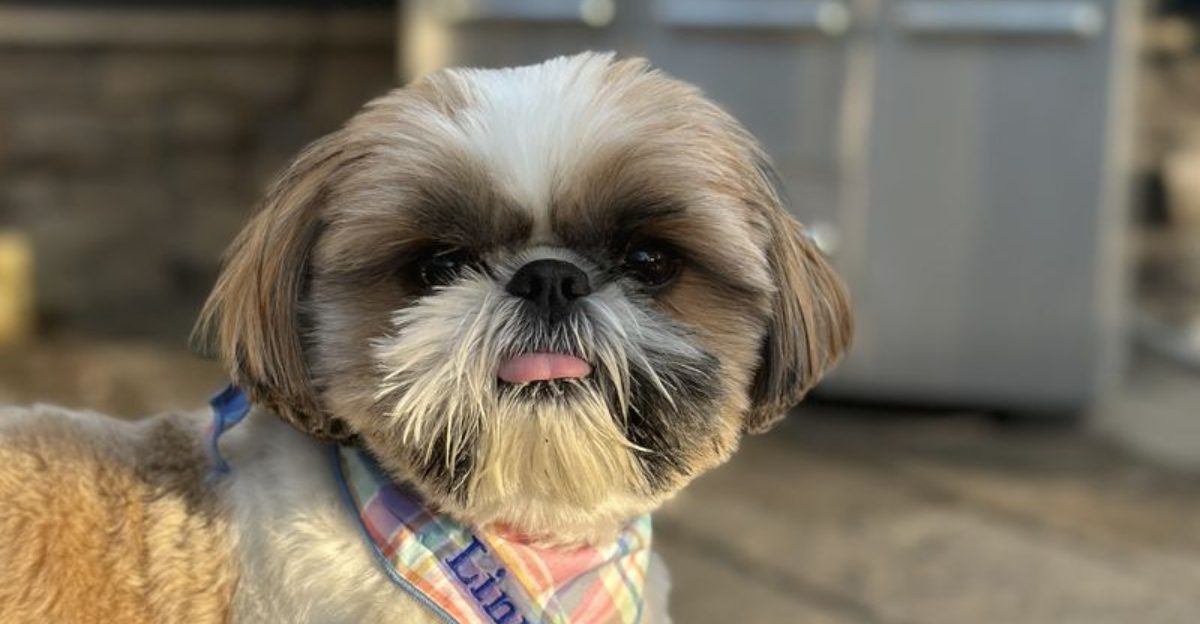 These 15 dog breeds want nothing to do with water 1 These 15 dog breeds want nothing to do with water