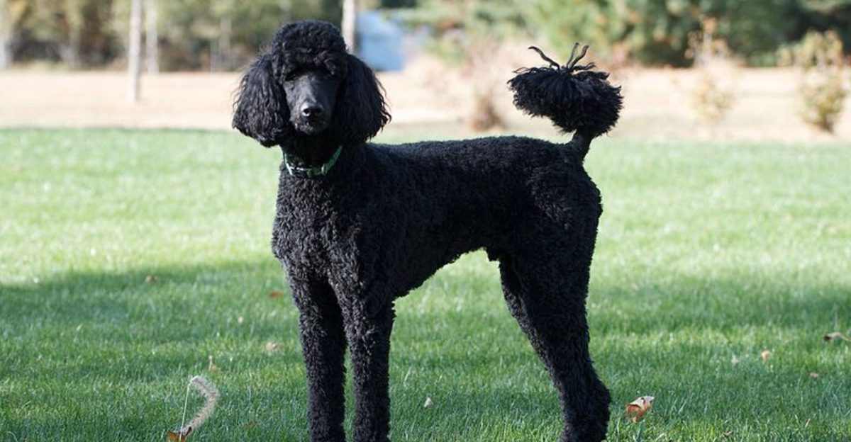 10 controversial dogs owners still love, plus 3 breeds that check almost every box 1 10 controversial dogs owners still love plus 3 breeds that check almost every