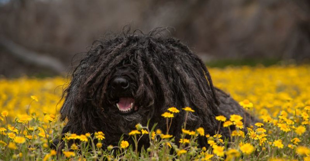 10 dog breeds so weird-looking most people assume they’re fake at first glance 1 10 dog breeds so weird looking most people assume theyre fake at first glance