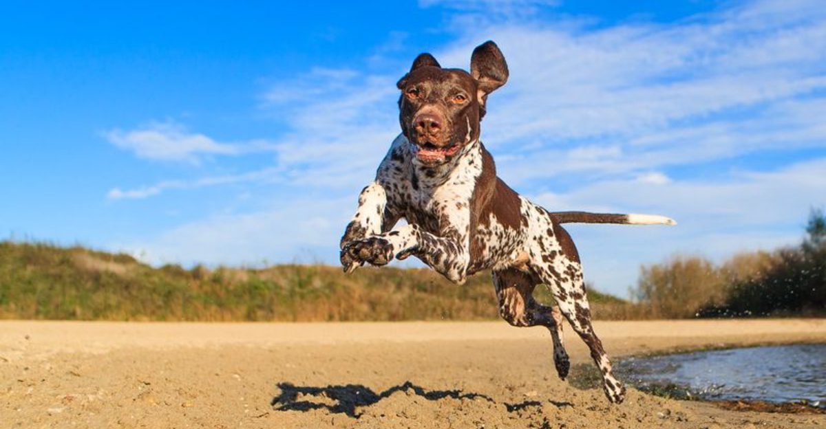 10 dog breeds that live for summer adventures - plus 4 that melt the second it gets hot 1 10 dog breeds that live for summer adventures plus 4 that melt the second it gets hot