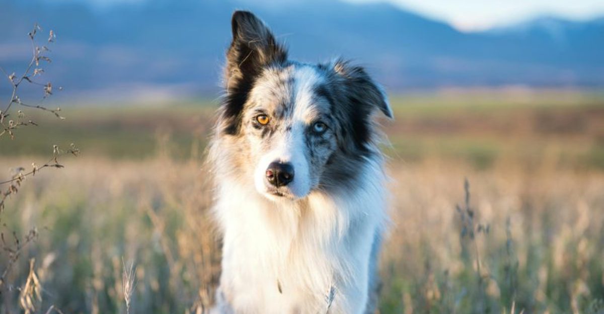 10 emotionally fragile dog breeds experts say absorb everything around them 1 10 emotionally fragile dog breeds experts say absorb everything around them