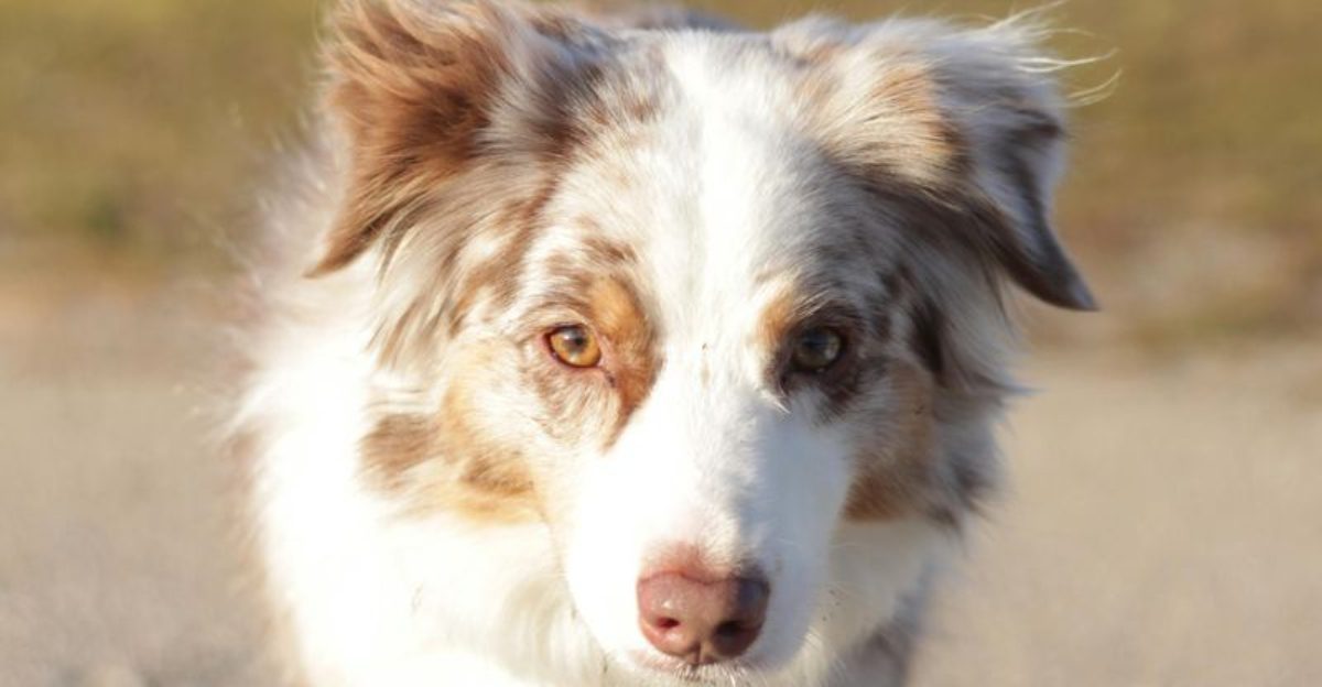 10 famous dogs that started as mixes and became legends 1 10 famous dogs that started as mixes and became legends