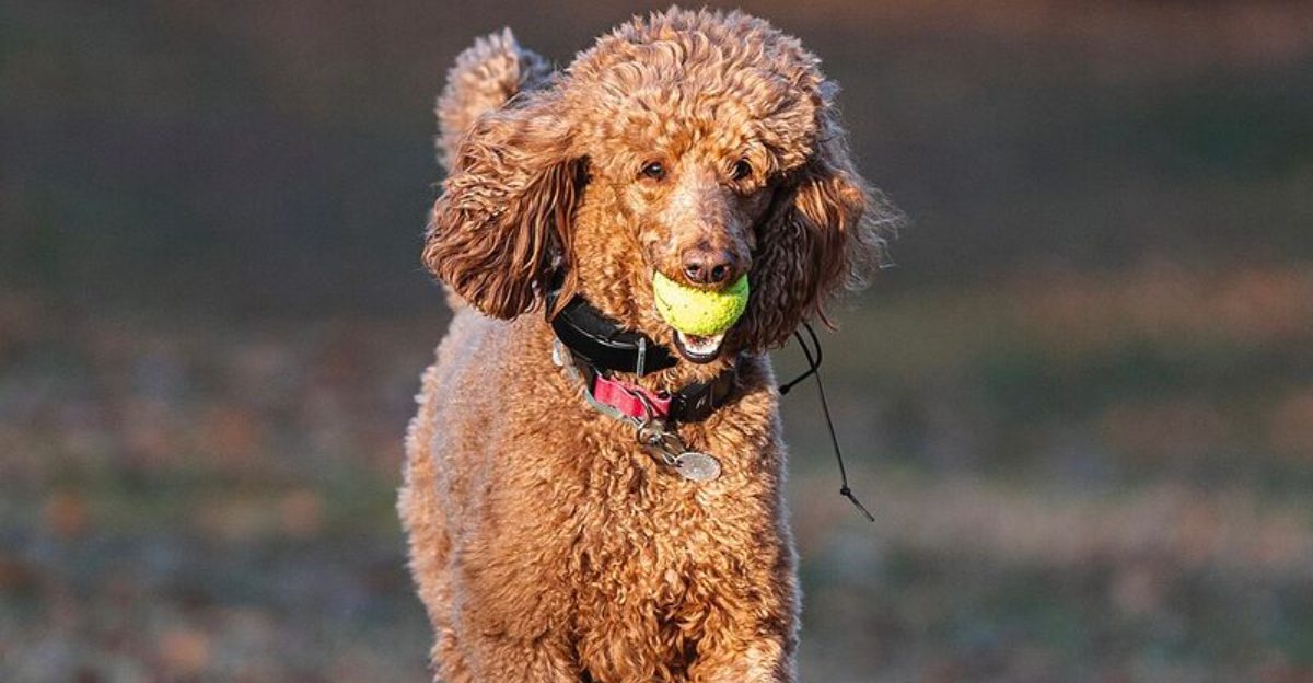 10 intelligent dog breeds that thrive on learning and problem-solving 1 10 intelligent dog breeds that thrive on learning and problem solving
