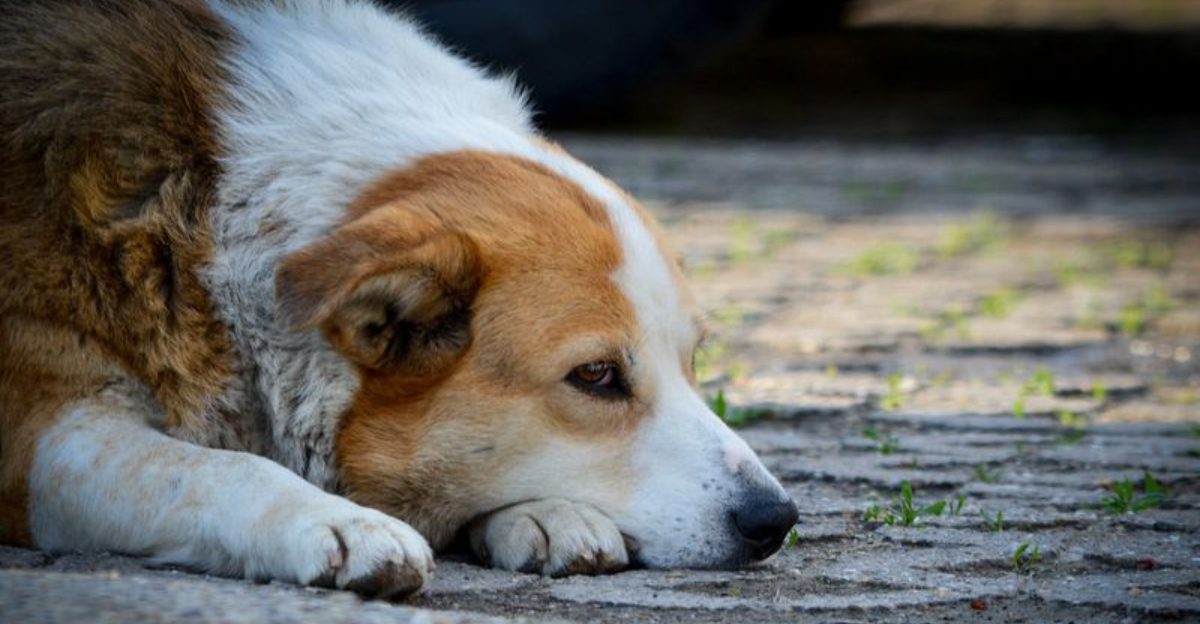 10 powerful signs your dog experiences emotions more deeply than most breeds 1 10 powerful signs your dog experiences emotions more deeply than most breeds
