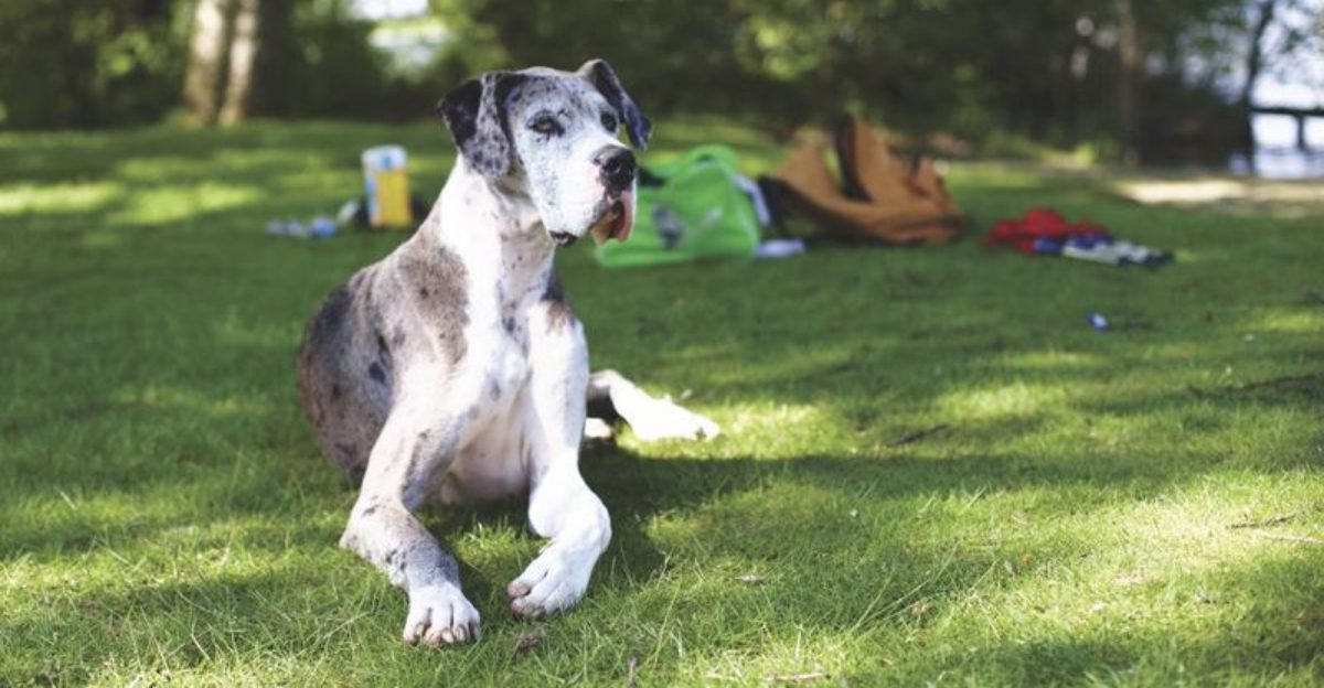 10 reasons large dogs make life better in ways small dogs can’t 1 10 reasons large dogs make life better in ways small dogs cant