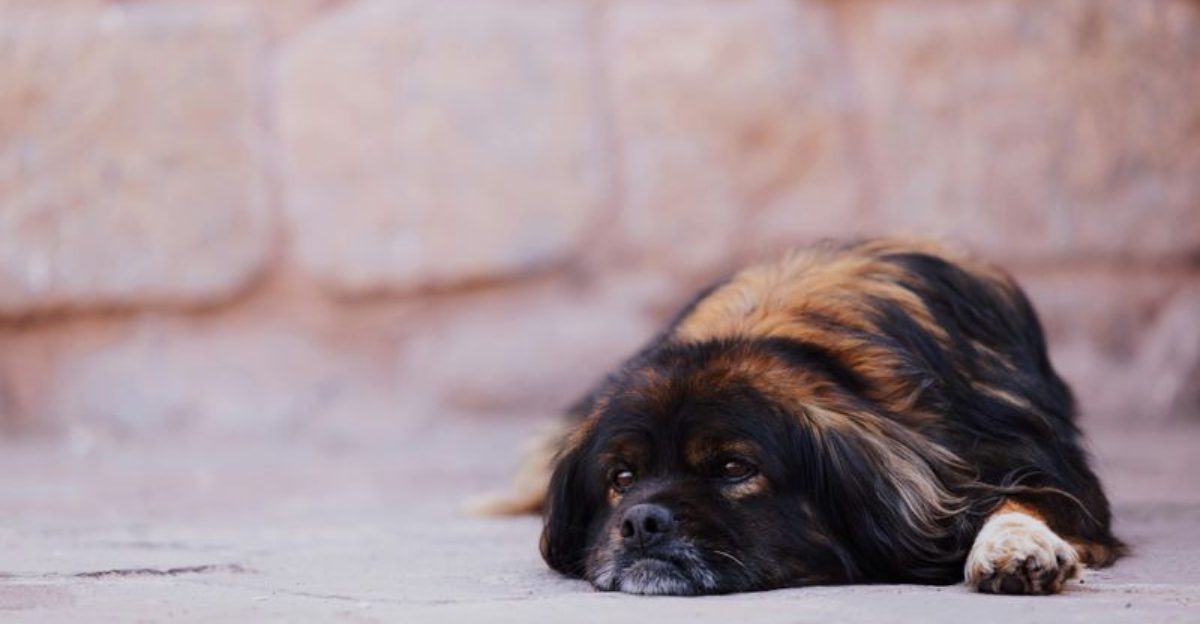 10 reserved dog breeds that appreciate calm and personal space 1 10 reserved dog breeds that appreciate calm and personal space 1