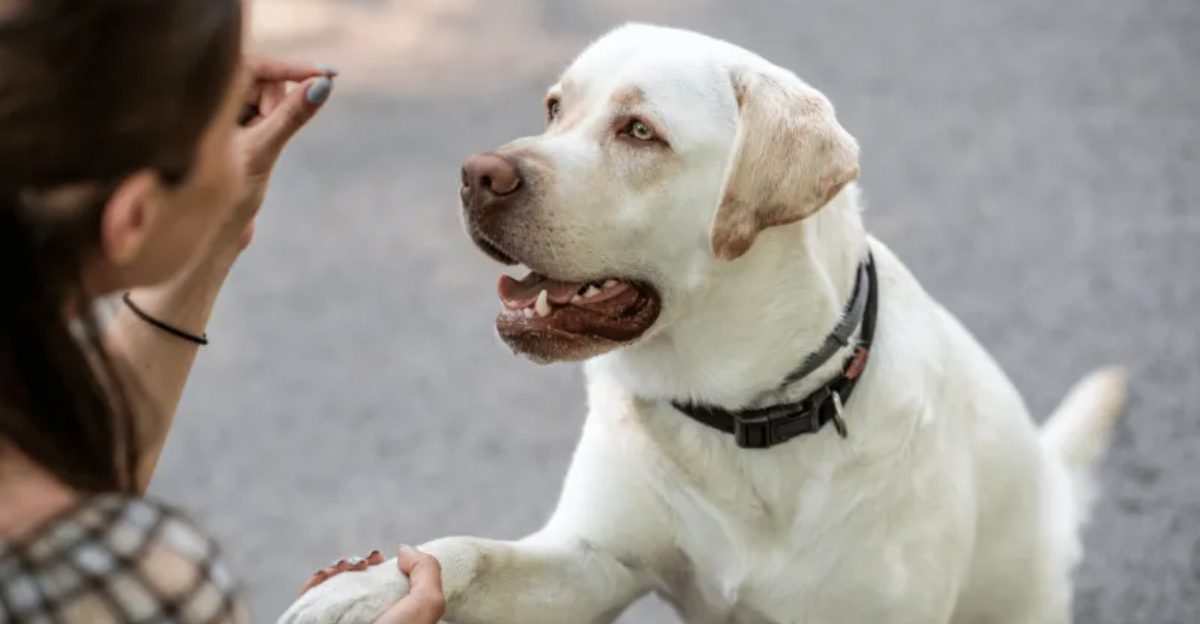 10 small acts that can make a huge difference for shelter dogs 1 10 small acts that can make a huge difference for shelter dogs