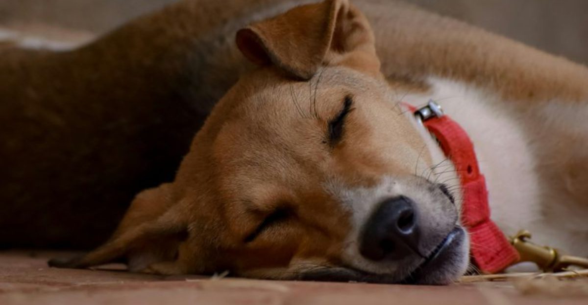 11 beautiful signs your adopted dog no longer feels abandoned or afraid 1 11 beautiful signs your adopted dog no longer feels abandoned or afraid
