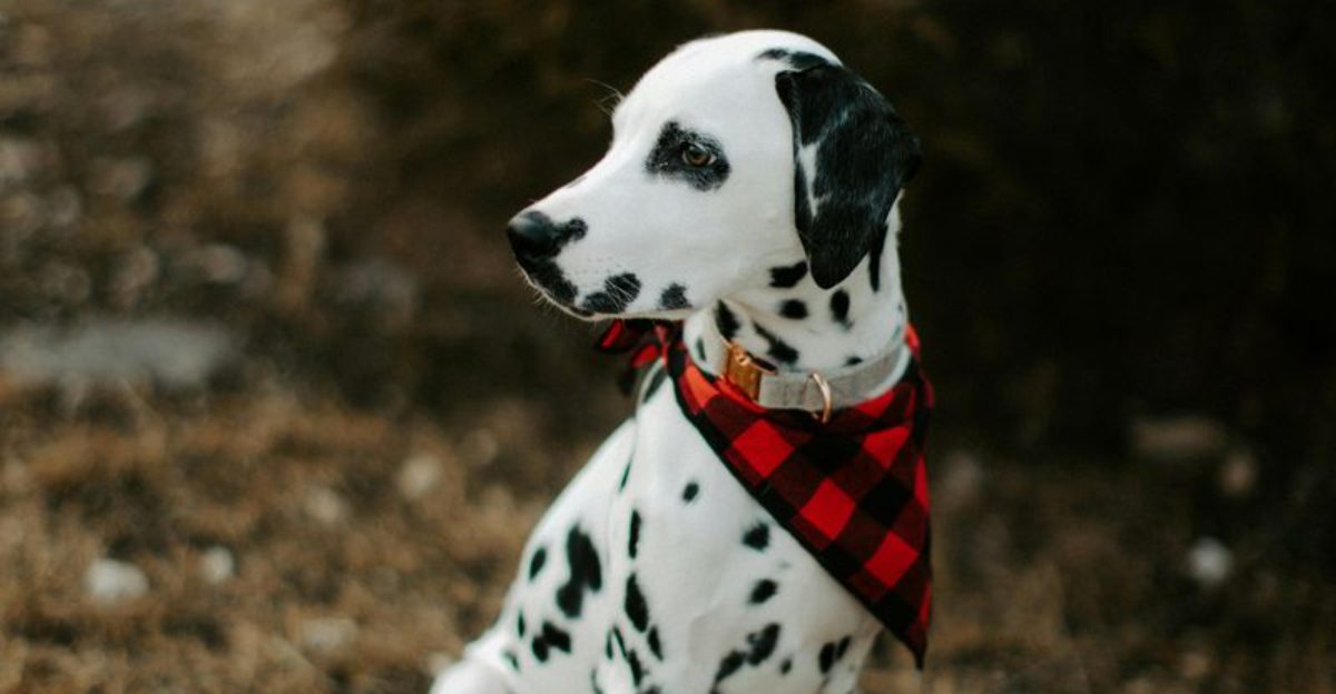 11 dog breeds many vets would never recommend for family life 1 11 dog breeds many vets would never recommend for family life