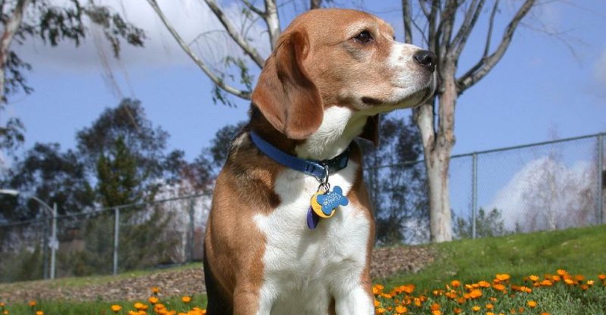 11 dog breeds that adore children without getting jealous 1 11 dog breeds that adore children without getting jealous