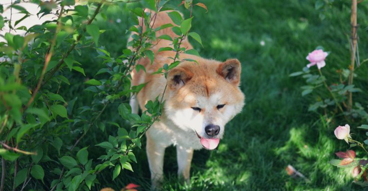11 dog breeds that don’t just need training - they need the right kind of owner 1 11 dog breeds that dont just need training they need the right kind of owner