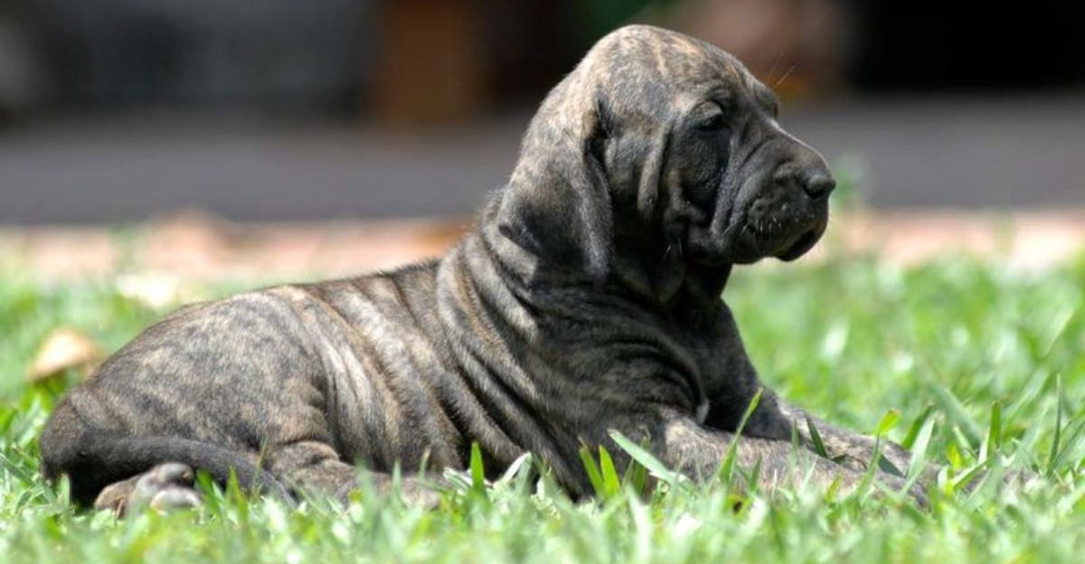 11 dog breeds that struggle badly in normal household environments 1 11 dog breeds that struggle badly in normal household environments