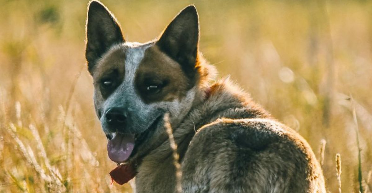 11 dogs whose natural instincts make them exceptional workers 1 11 dogs whose natural instincts make them exceptional workers