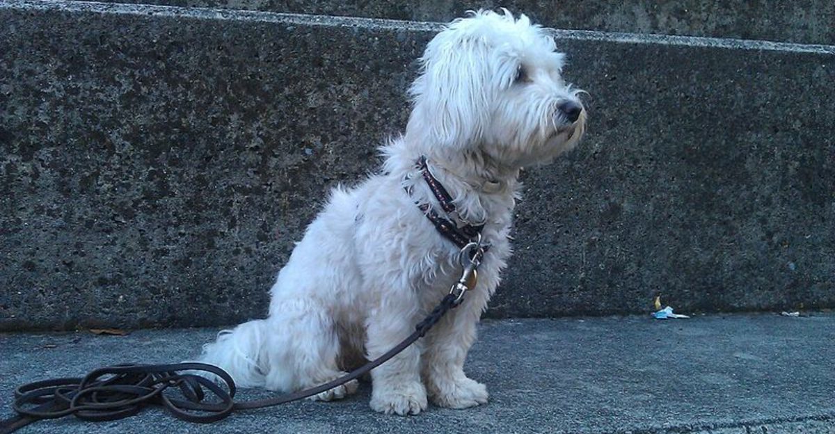 11 dogs with such naturally peaceful presence people feel calmer around them 1 11 dogs with such naturally peaceful presence people feel calmer around them
