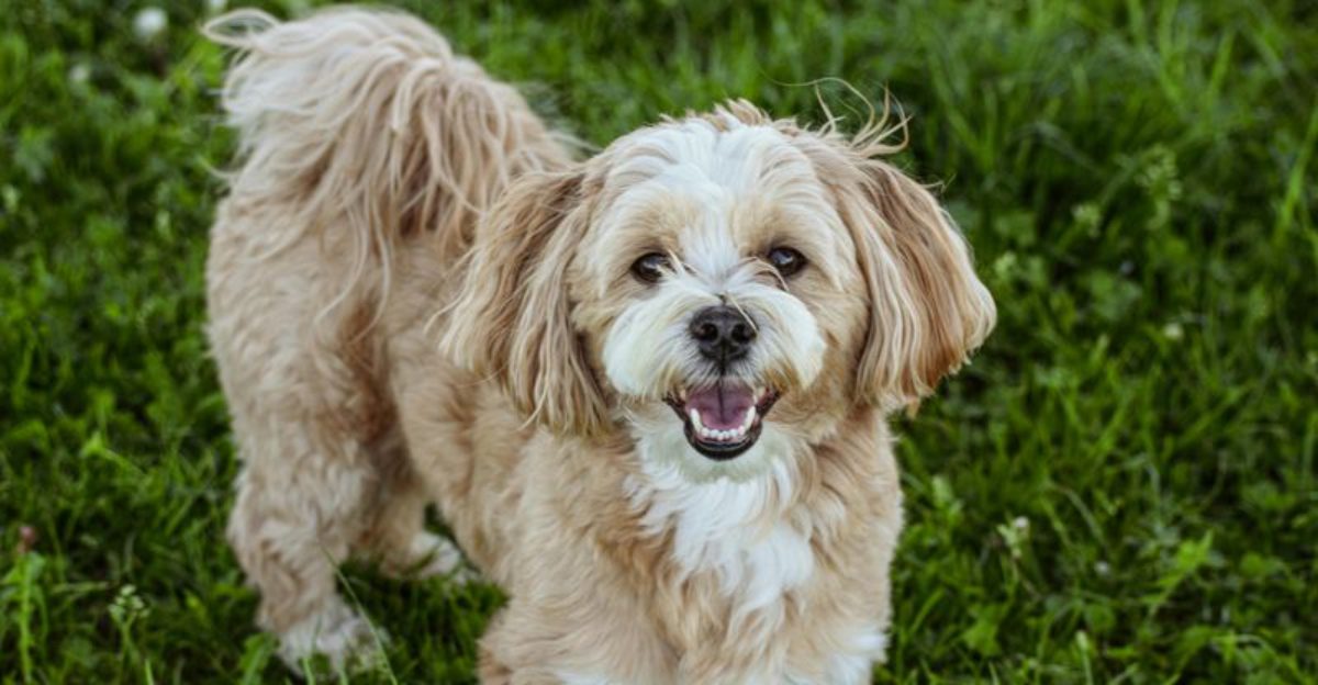11 independent dog breeds that don’t struggle as much with separation 1 11 independent dog breeds that dont struggle as much with separation