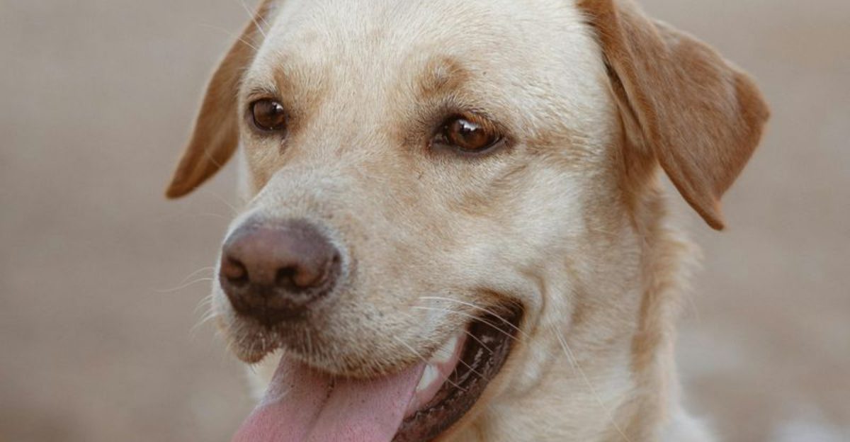 11 loving dogs that treat staying close to you as their favorite thing in life 1 11 loving dogs that treat staying close to you as their favorite thing in life