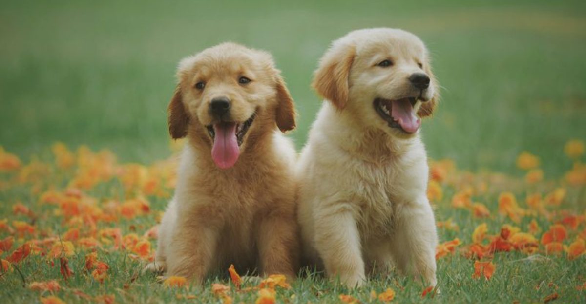 11 safe ways to help your dog meet other dogs 1 11 safe ways to help your dog meet other dogs